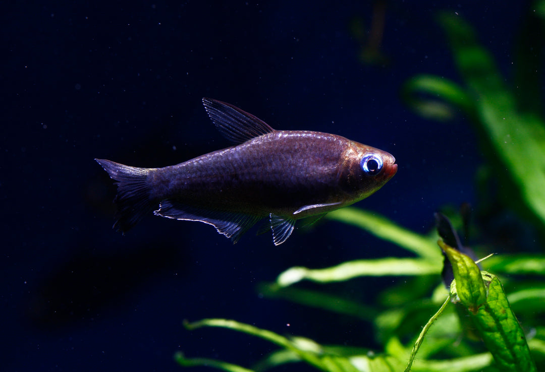 Black Emperor Tetra