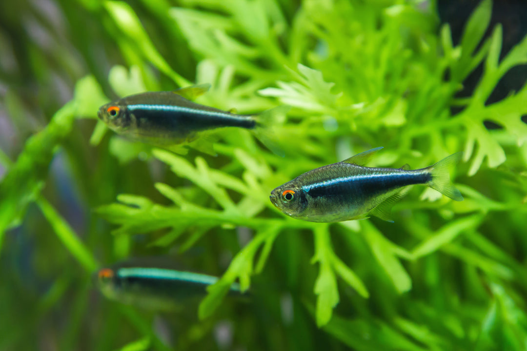 Black Neon Tetra