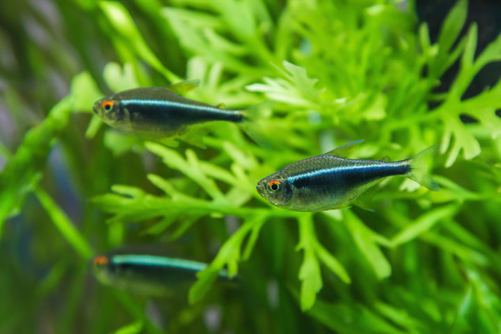Black Neon Tetra