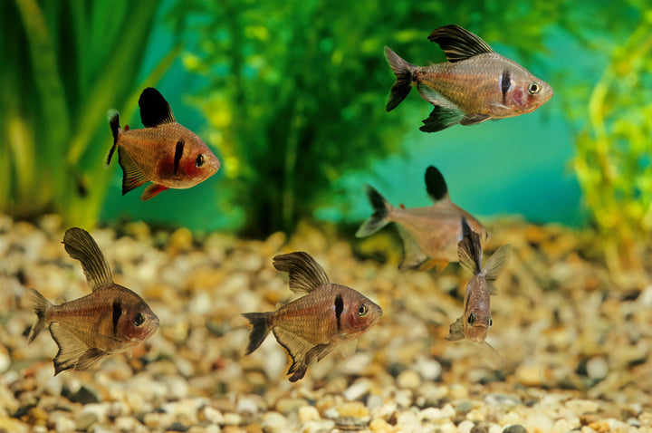Black Phantom Tetra