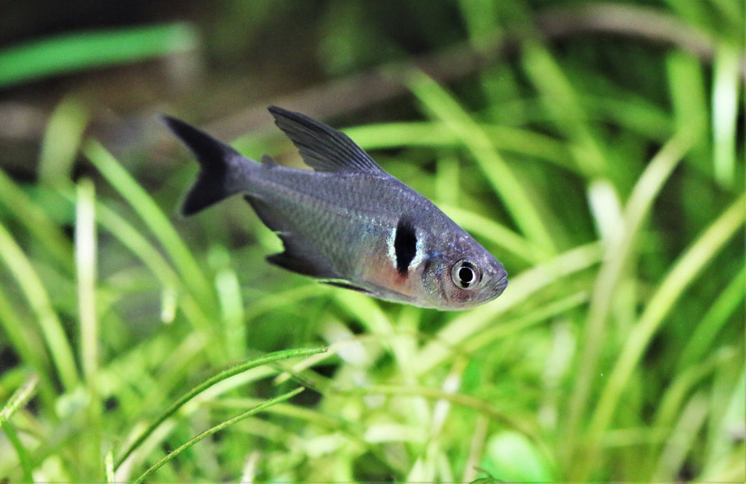 Black Phantom Tetra