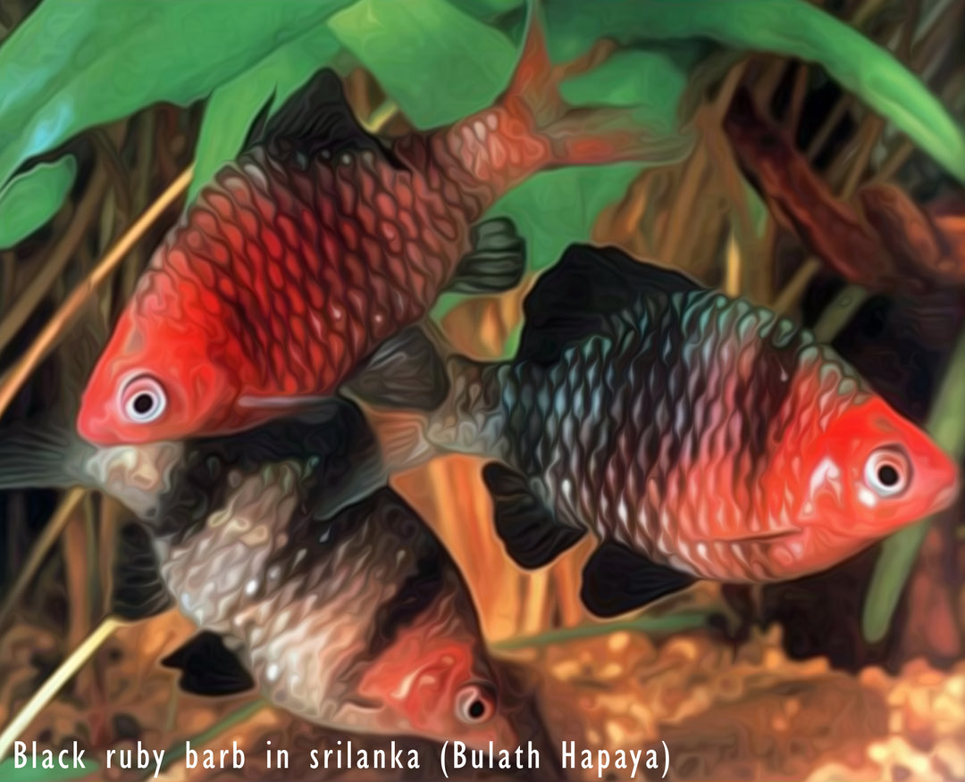 Black Ruby Barb