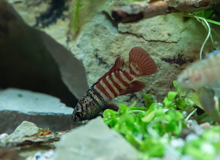 Black Tiger Badis