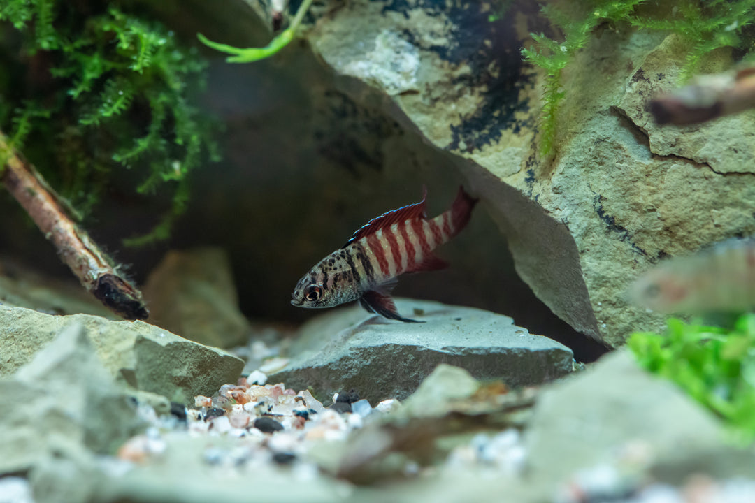 Black Tiger Badis