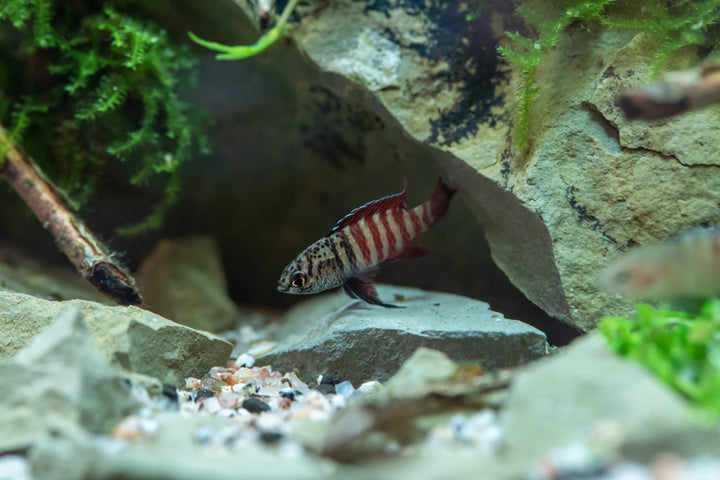 Black Tiger Badis
