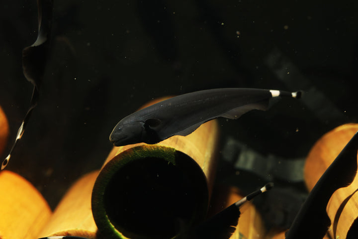 Black Ghost Knife Fish