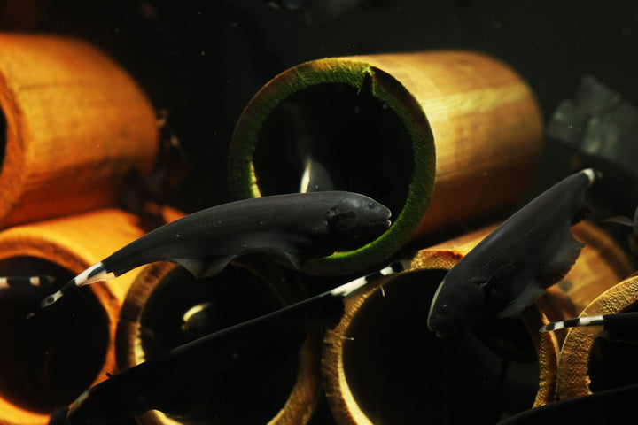 Black Ghost Knife Fish
