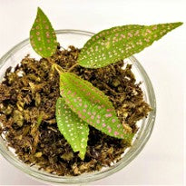 Blastus Cochinchinensis - Pink