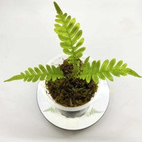 Blechnum sp Kalbar