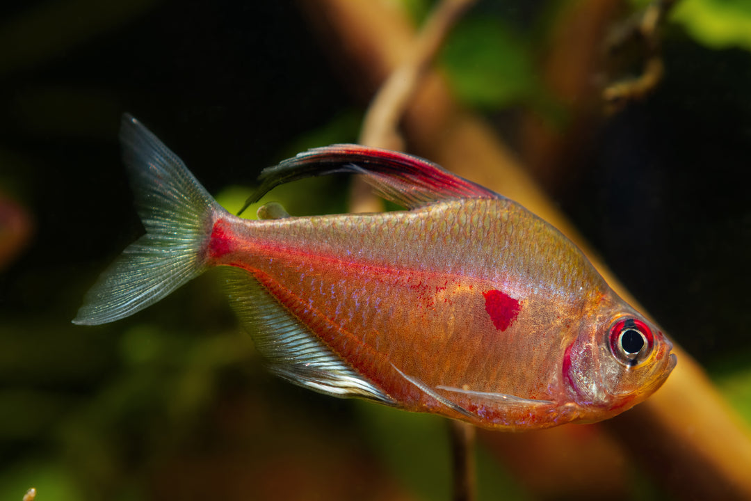 Bleeding Heart Tetra