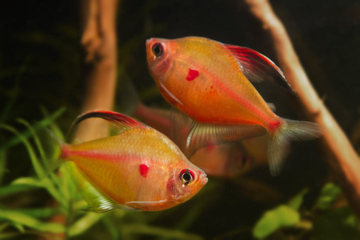 Bleeding Heart Tetra