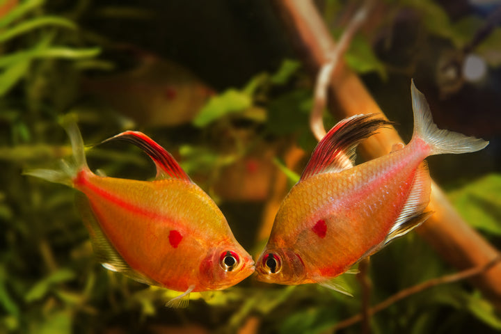 Bleeding Heart Tetra