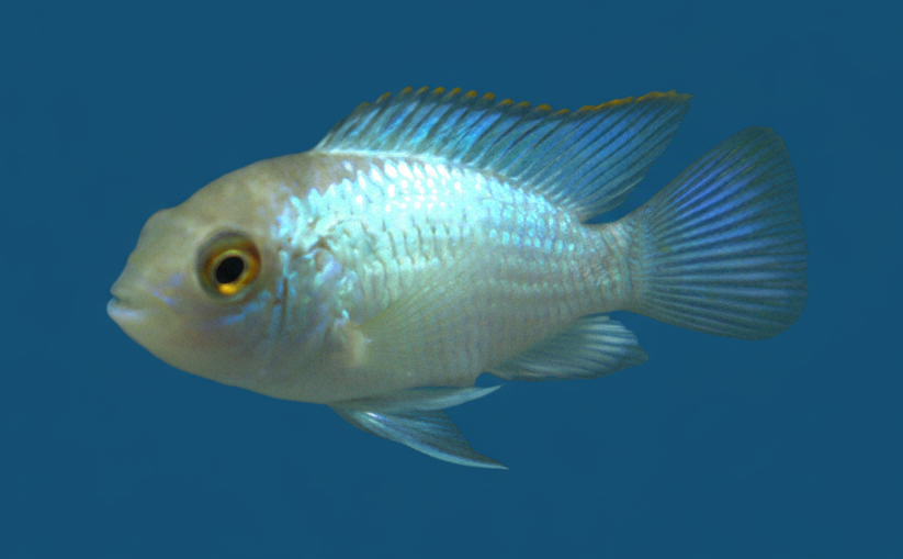 Electric Blue Acara