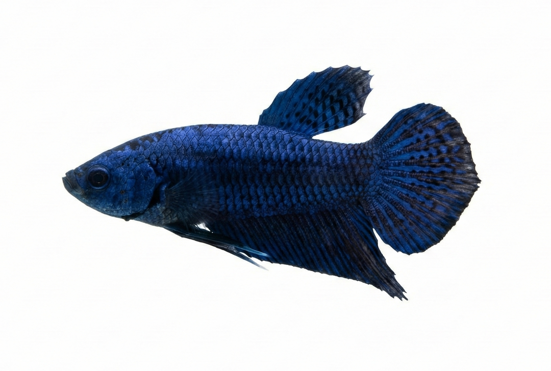 Blue Alien Plakat Male Betta