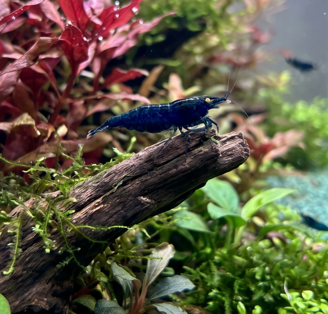 Blue Gold Eye Neocaridina Shrimp