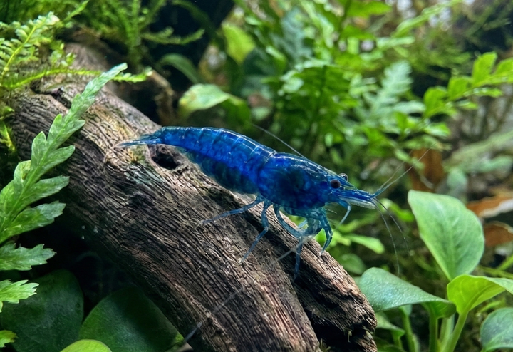 Blue Velvet Neocaridina Shrimp
