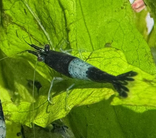 Blue Rili Neocaridina Shrimp