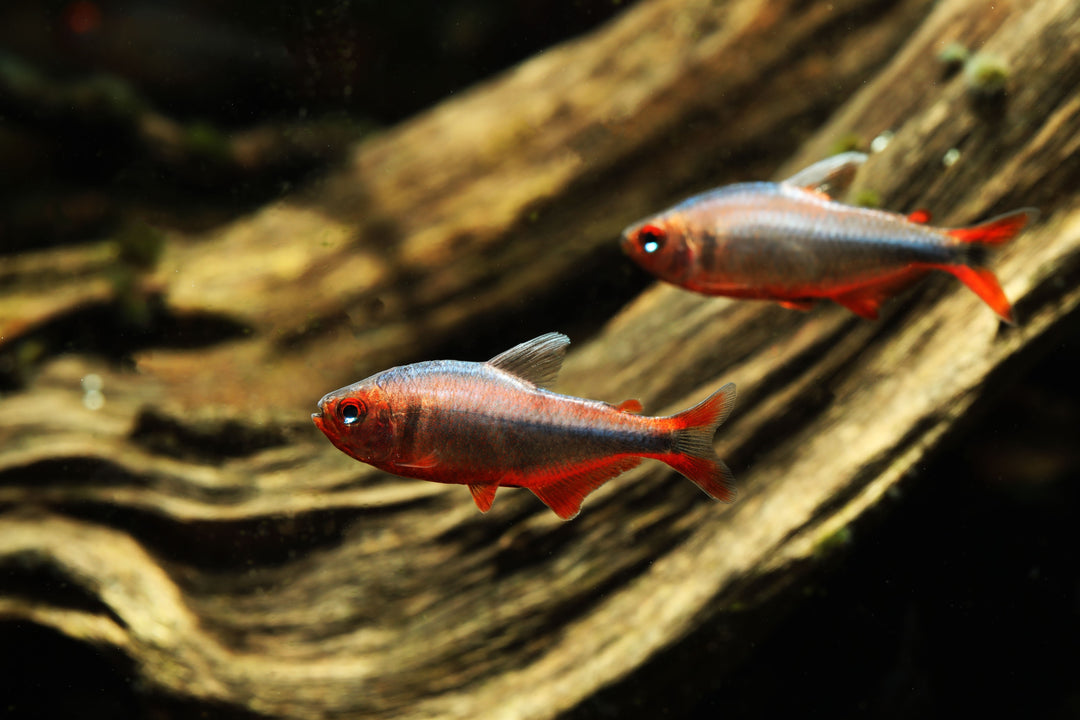 Blueberry Tetra