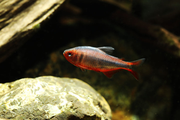 Blueberry Tetra