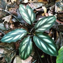 Boesenbergia sp Potan