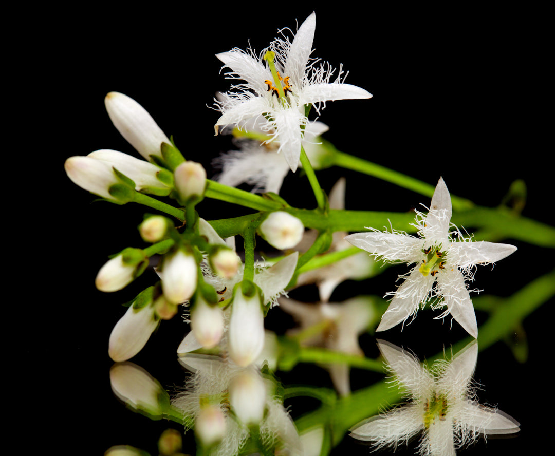 Bog Bean