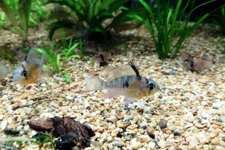 Bolivian Ram