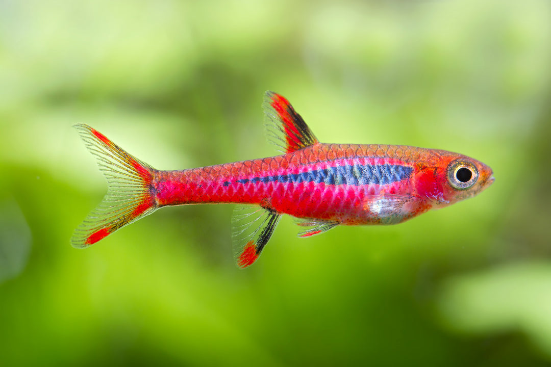 Chili Rasbora