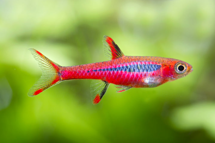 Chili Rasbora