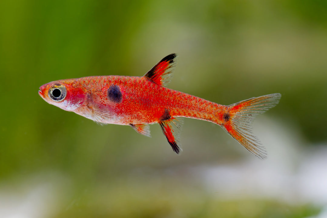 Pygmy Spotted Rasbora