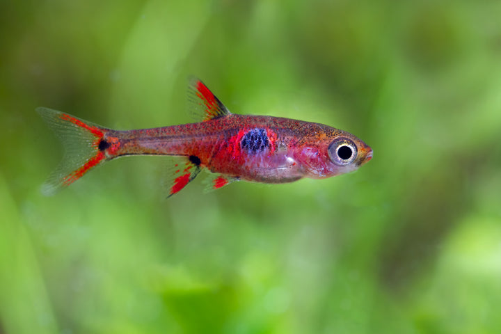 Strawberry Rasbora
