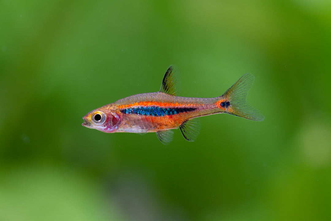 Exclamation Point Rasbora