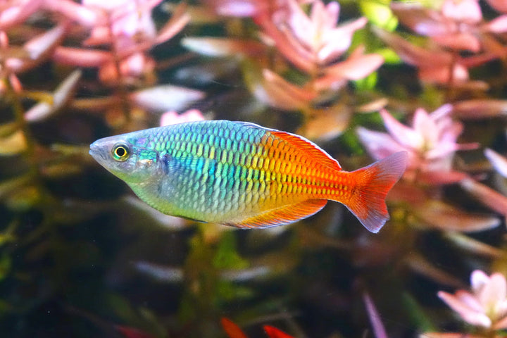 Boesemani Rainbow
