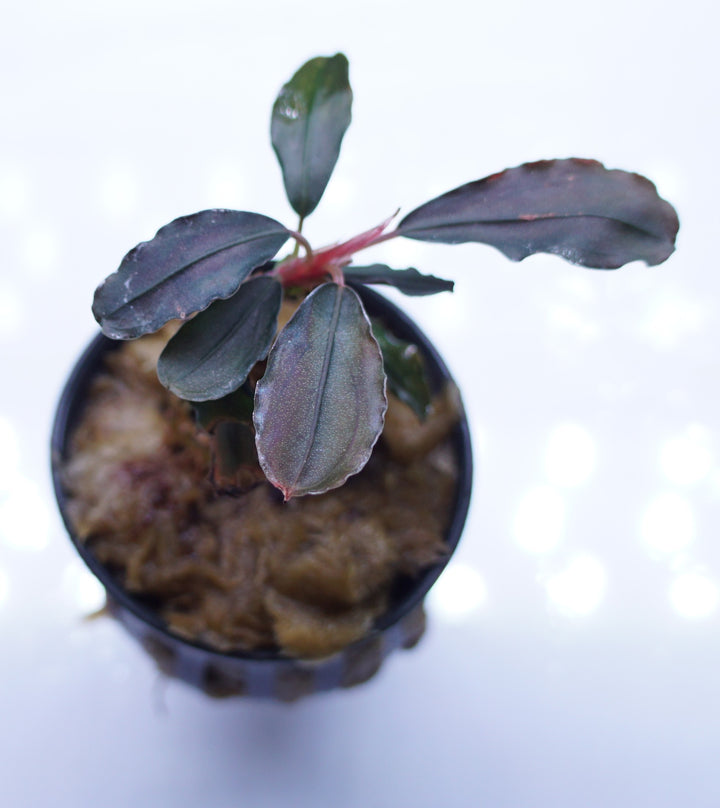 Bucephalandra brownie 'Purple'
