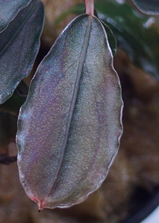 Bucephalandra brownie 'Purple'
