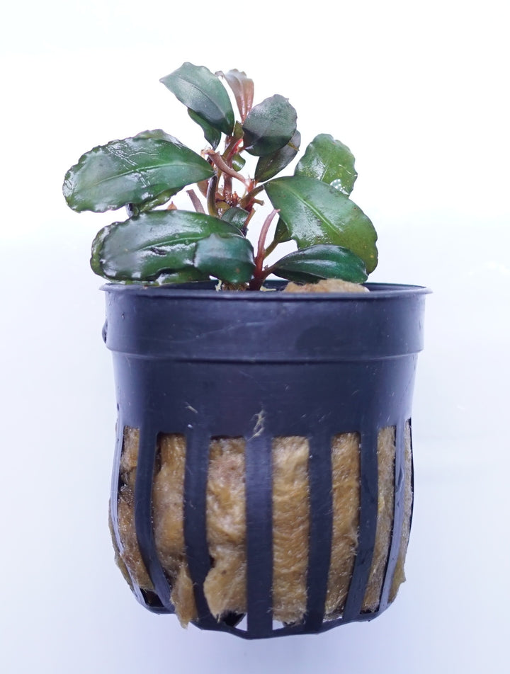 Bucephalandra Mini Boyan