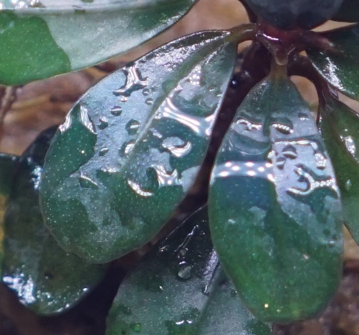 Bucephalandra Mini Boyan