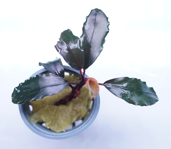 Bucephalandra Theia