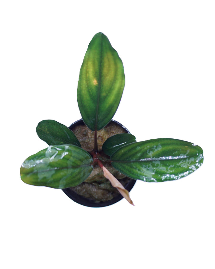 Bucephalandra green broad leaf