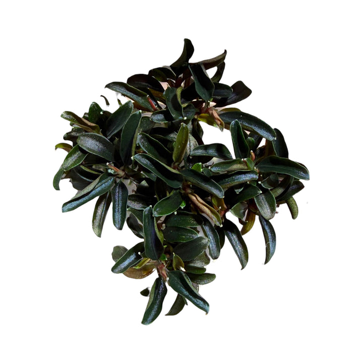 Bucephalandra Red Mini