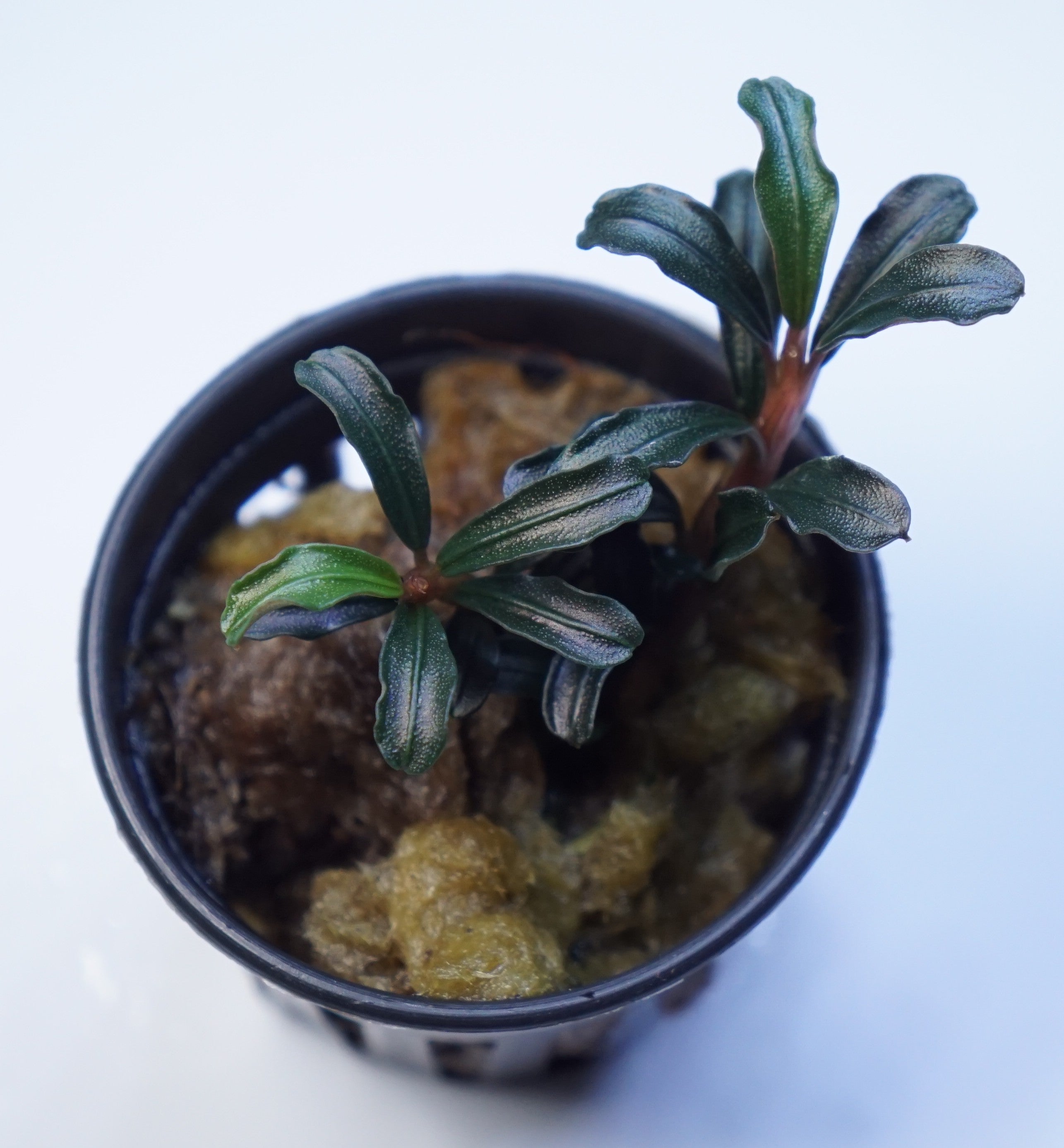 Bucephalandra.Diablo ブセファランド ラ ディアブロ Bucephalandra sp. Sintang-5 Diablo - メルカリ