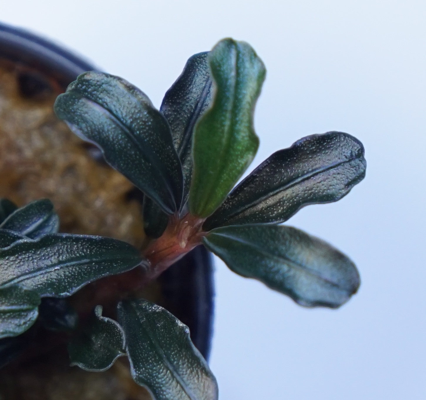 Bucephalandra Grappa Red Mini – Cuboid Aquatics LLC