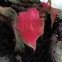 Caladium Anggur Merah