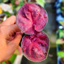 Caladium Asmara