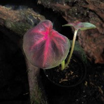 Caladium Lotus