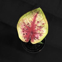 Caladium No-Go Geni