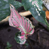 Caladium Wayang