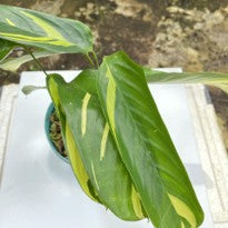 Calathea Arundinaceae Var.
