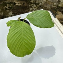 Calathea Cylindrica
