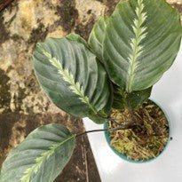 Calathea Lindeniana