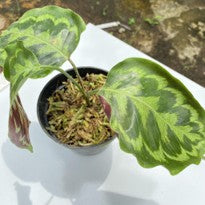 Calathea Peacock